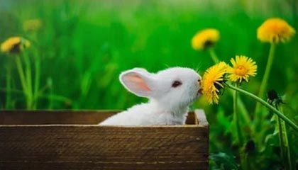 九游娱乐APP-高薪低能外援是否拖慢联赛发展进程，高薪低能球员